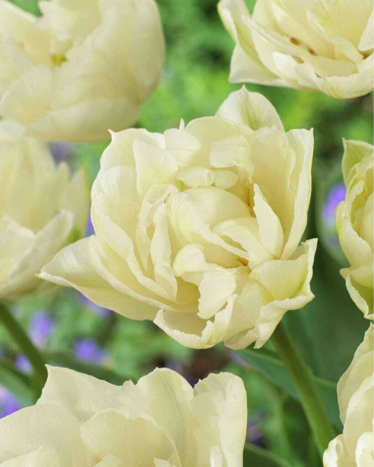 Tulipe 'Mondial'